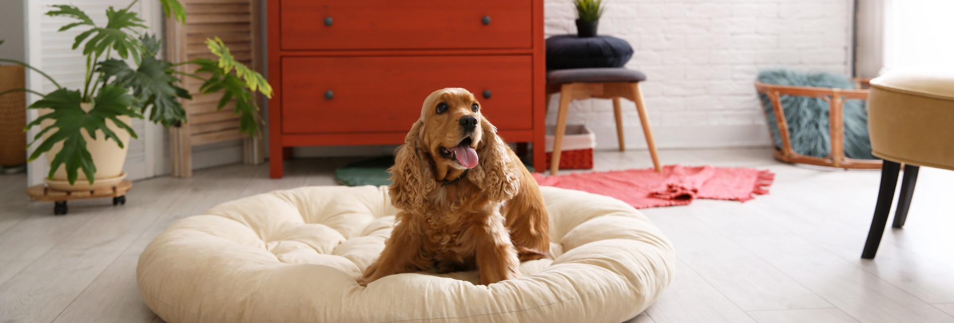1667923956_Muebles mascotas portada.jpg